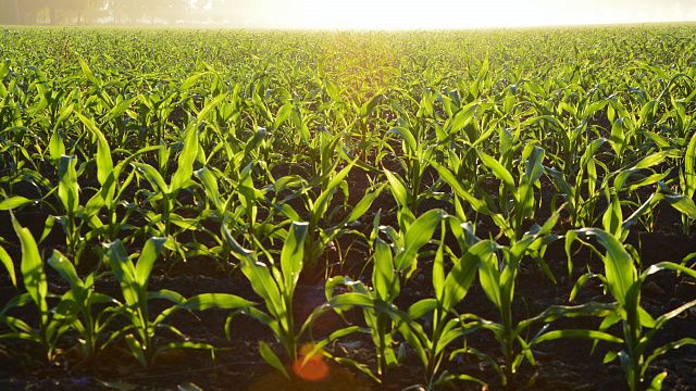 Губернатор Кубани заявил, что регион перейдет на отечественные семена сахарной кукурузы