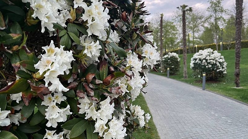 Заморозки до -1 градуса ожидаются в ночь на 29 апреля в Краснодаре