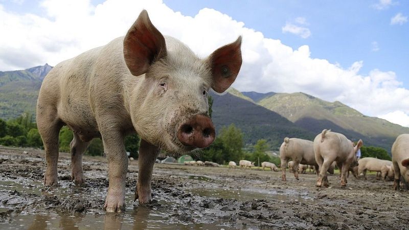 Вспышки африканской чумы свиней зафиксировали в двух районах Кубани