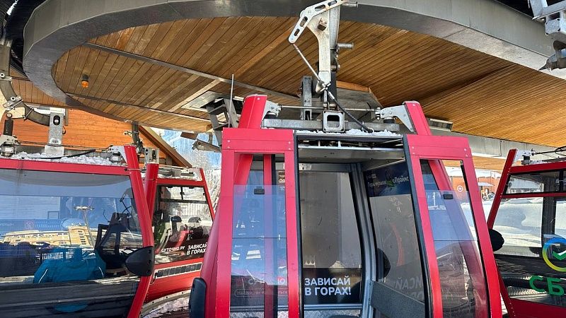 Медведицу с медвежатами заметили в горах Сочи