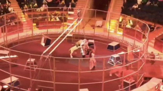 «Дрессировщики отработали ситуацию на 100%»: специалист прокомментировал инцидент с нападением льва в сочинском цирке