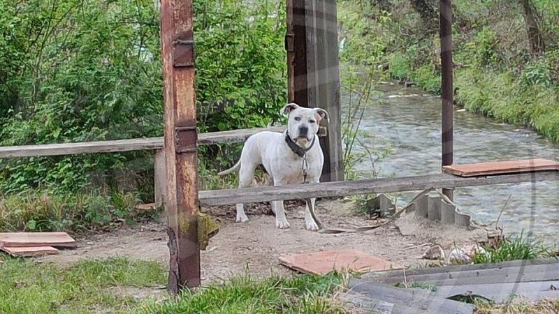 Привязанного пса спасли из СНТ, где хаски погрызли лицо мальчика в Сочи