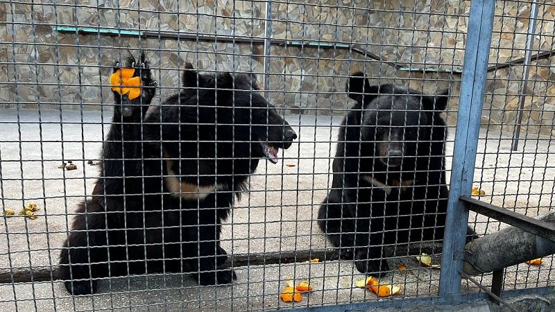 Спасенную медведицу Дыньку подселили к трехлапой косолапой в Северной Осетии