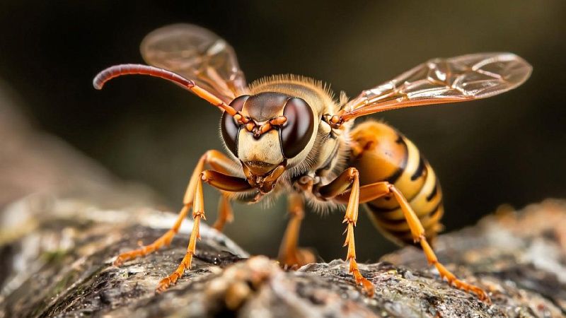 Вернувшийся с СВО десантник погиб в отпуске от укуса осы в Ульяновской области