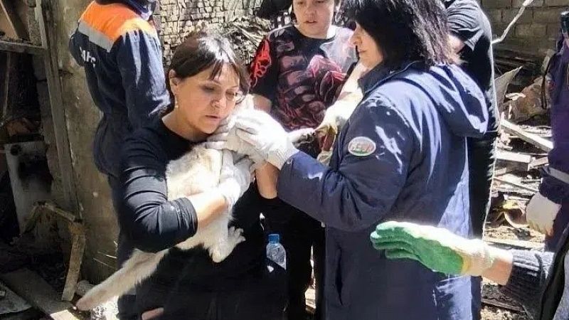 Живую кошку из-под завалов разрушенного ВСУ дома вызволили спасатели в Туапсе