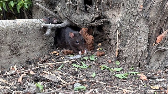 Два микрорайона заполонили крысы и тараканы в Новосибирске