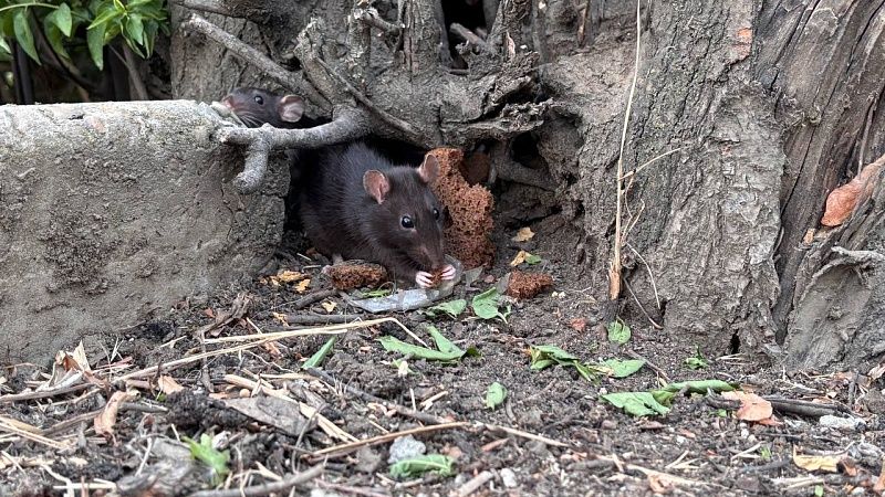 Два микрорайона заполонили крысы и тараканы в Новосибирске