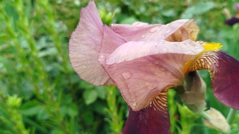 Дождь и до +23⁰С максимум прогнозируют 29 мая на Кубани