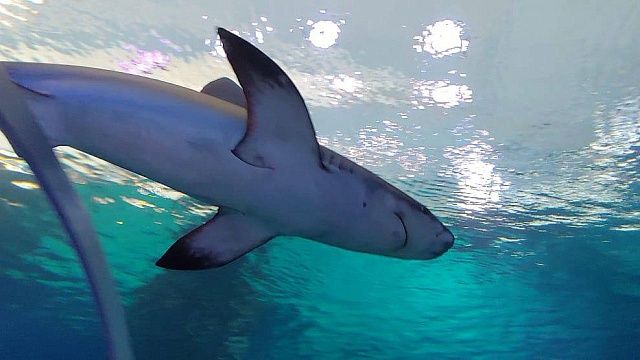 Фото: телеканал «Краснодар»