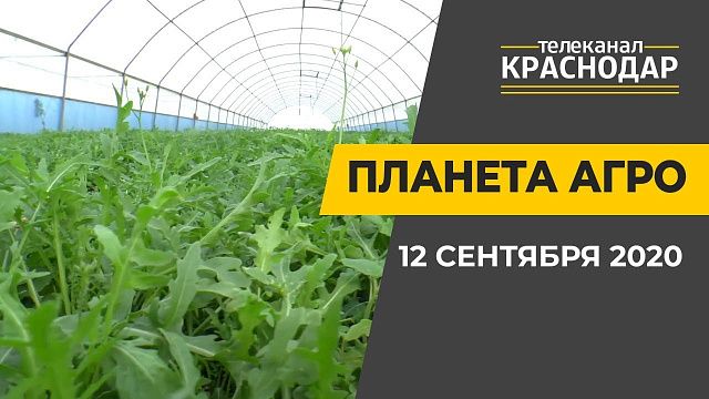 Выращивание персиков на Кубани. Выпуск от 12 сентября 2020