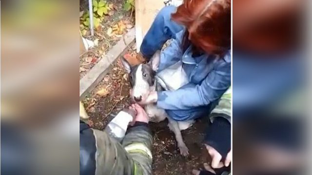 «Открылись глаза, она стала с любопытством смотреть»: краснодарские пожарные спасли собаку из горящего дома