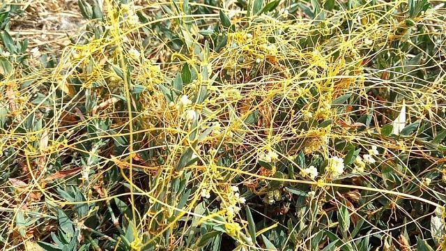 Карантин ввели почти на 500 га из-за повилики в Краснодарском крае