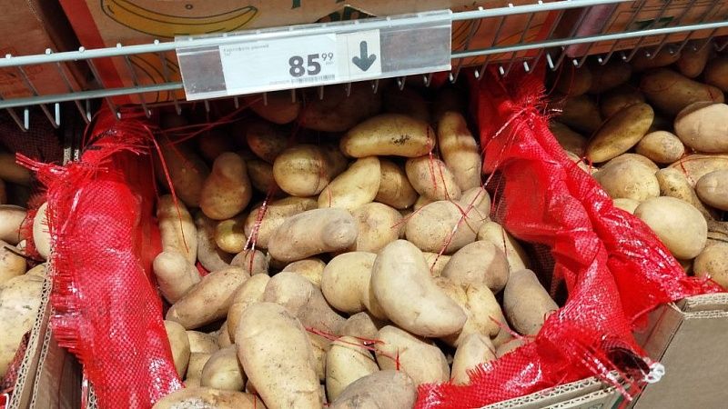 Картофель весом более 1 кг вырос в Новосибирской области