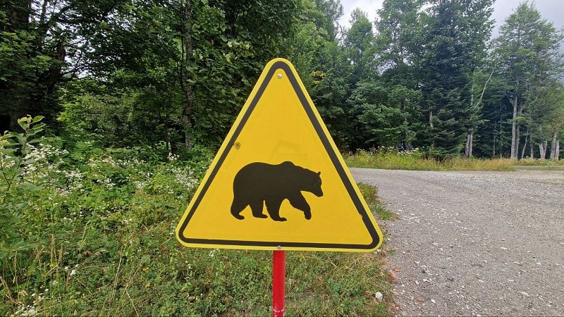 Медведицу с медвежонком заметили в парке Подмосковья