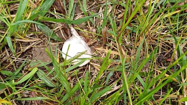 Наркозакладчика задержали сотрудники Росгвардии на территории школы в Сочи