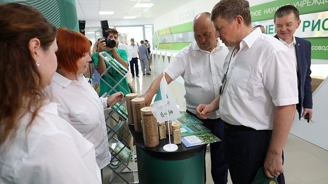 Наращивание производства риса и готовность к уборке обсудили на Кубани