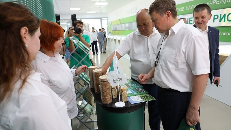 Наращивание производства риса и готовность к уборке обсудили на Кубани