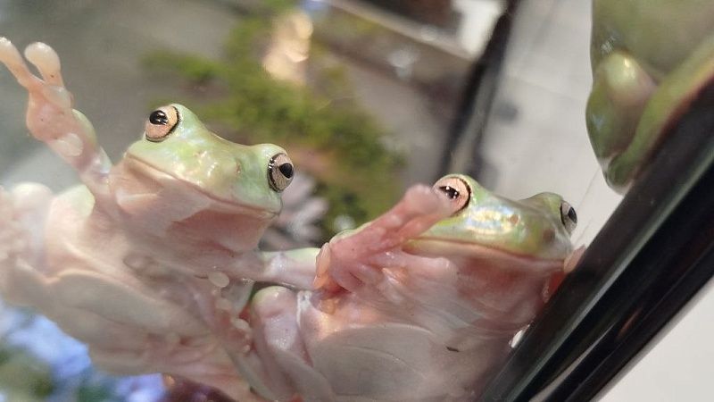 Российской ученой грозит до 30 лет за ввоз эмбрионов лягушек в США