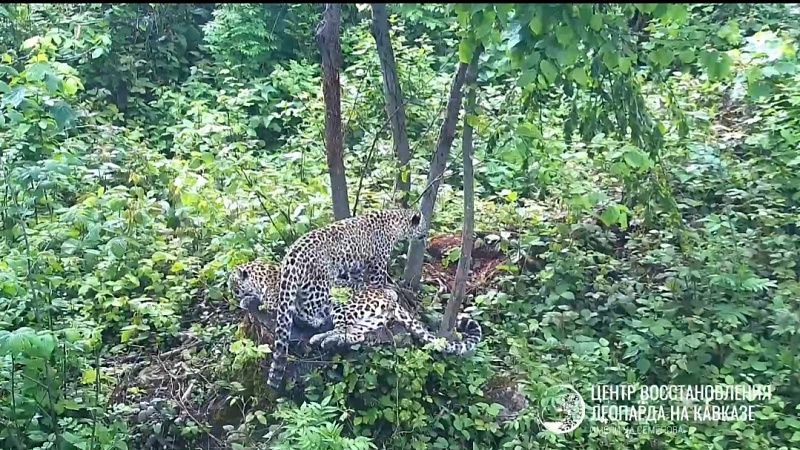 В Сочи годовалый леопарденок Казбек дорос до учебы в школе выживания
