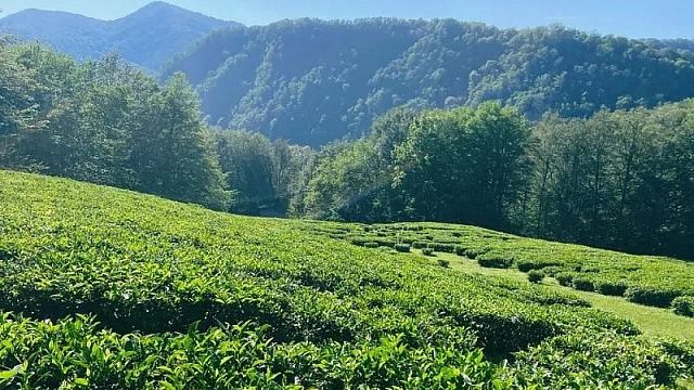 По новому госстандарту «Краснодарский чай» содержит не менее половины местного чайного листа