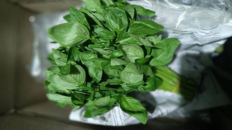 Ввоз 90 кг заражённого базилика пресекли в Сочи