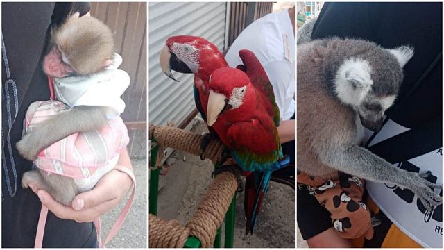 Полиция Анапы изъяла у фотографов нарядную обезьянку, лемура в штанишках и двух попугаев 