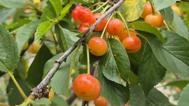 Эндокринолог Хайкина рассказала, как черешня влияет на сон