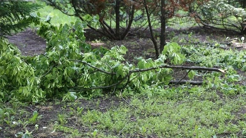 Шторм повалил деревья и повредил машины в Армавире
