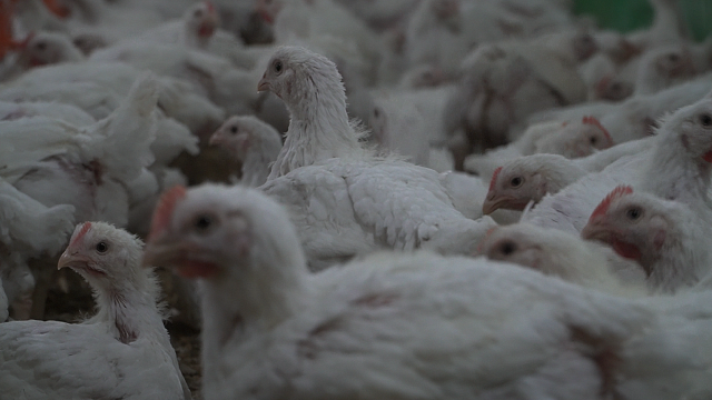 Семейные животноводческих фермы Кубани смогу получить гранты на развитие. Фото: телеканал «Краснодар»