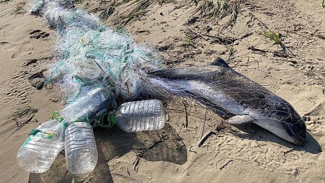 Фото: t.me/boomerangclub