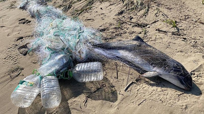 Сахалинские спасатели морских животных провели тренинг в Сочи