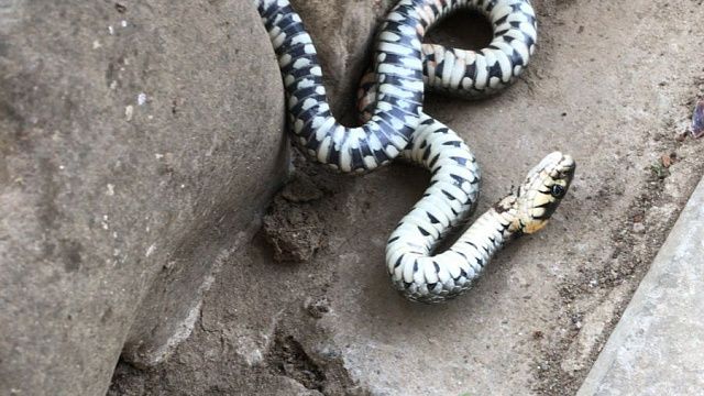 2 апреля на территорию частного дома в Горячем Ключе приползла змея, фото: телеканал «Краснодар»