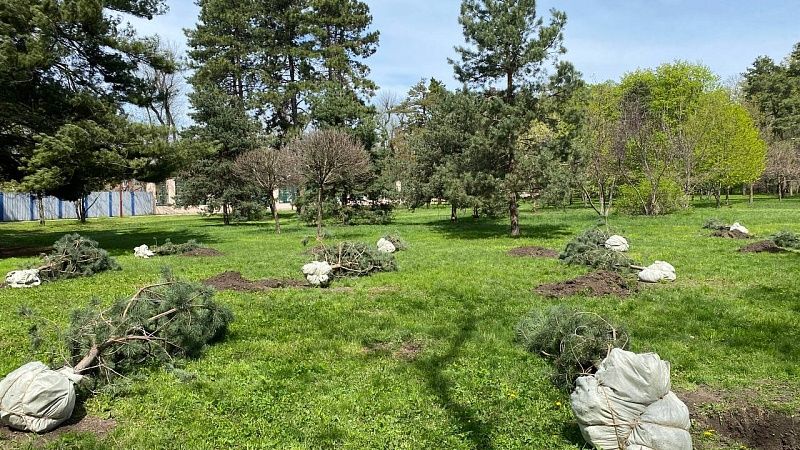 Эколог Голубитченко: вырубка деревьев при выполнении дорожных работ неизбежна