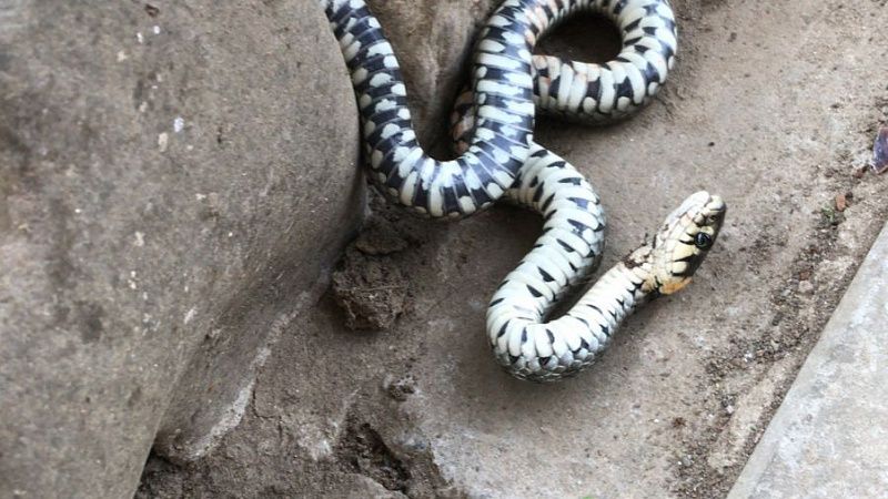 Змеи проснулись:  как не стать жертвой пресмыкающихся 