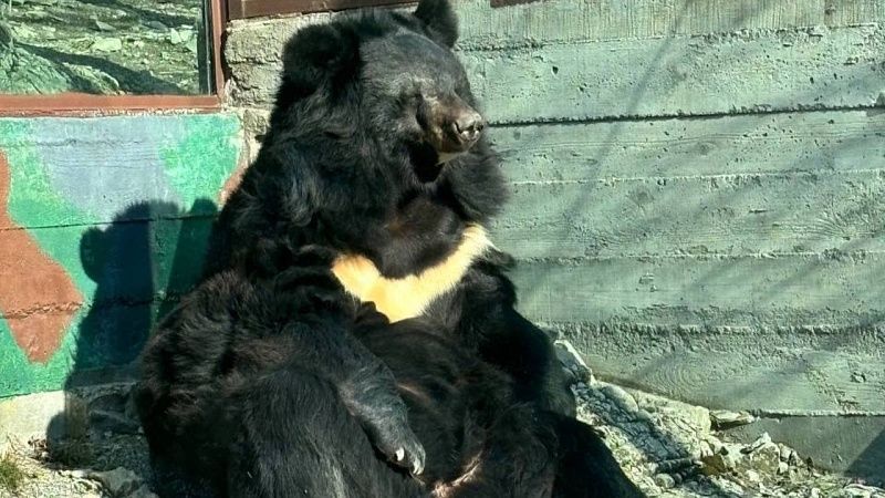 Убийца бурого медведя задержан в Сочинском национальном парке