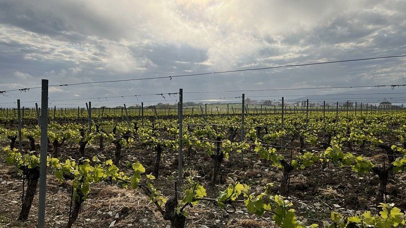 Губернатор: в 2024 на Кубани планируют высадить не менее 1,5 тысяч гектаров виноградников