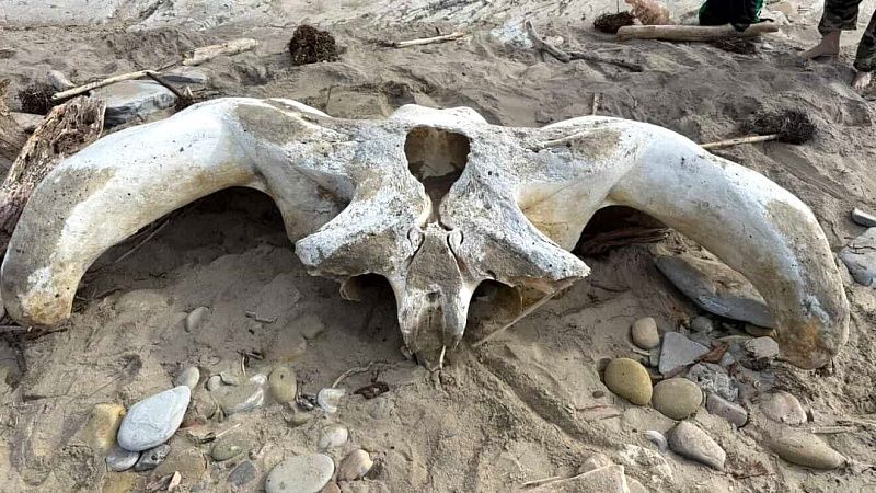 Гигантский череп морского существа приняли за корягу на пляже в Калифорнии