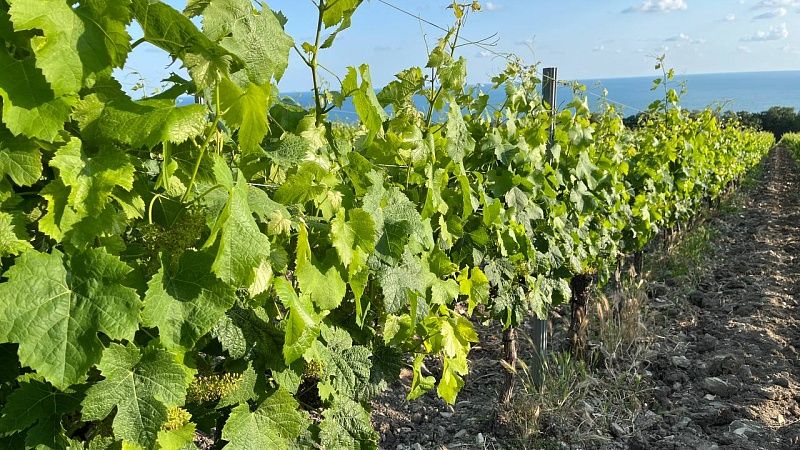 Производство виноградных саженцев достигнет 4,8 млн на Кубани
