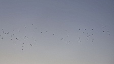 Мирошник: 216 автобусов с начала года атаковали ВСУ