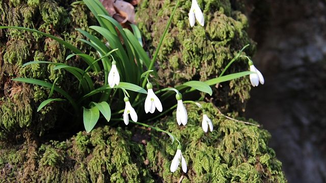 Фото: пресс-служба Сочинского нацпарка