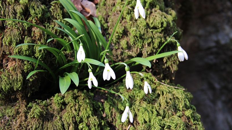 Экологическая акция «Первоцвет» стартовала в Сочинском нацпарке