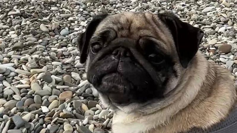 Мопсы и бульдоги могут исчезнуть через десять лет в Британии 