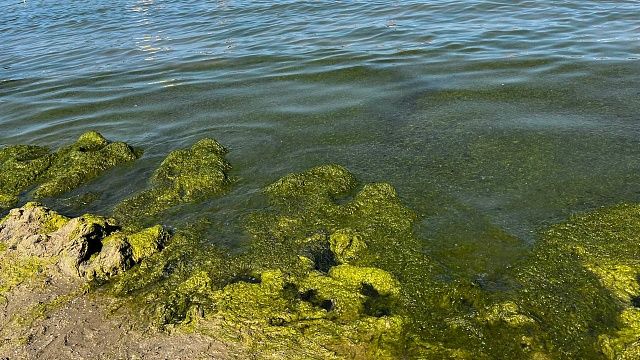 Похожие на крокодилов водоросли напугали туристов на пляже в Анапе