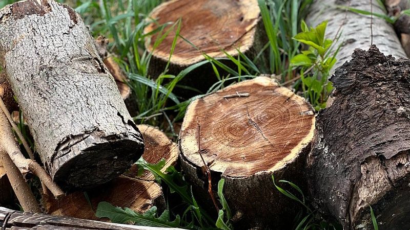 Ущерб от незаконной рубки деревьев составил 40 млн в Краснодаре