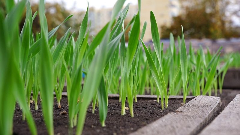 Сев озимых зерновых под урожай 2026 года начался на Кубани