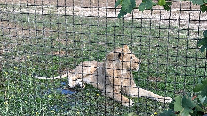 Львы растерзали смотрителя зоопарка на глазах у туристов в Тайланде