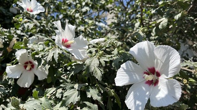 Фото: телеканал «Краснодар»