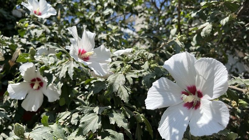 Жара до +35 градусов в тени ожидается в Краснодаре 6 августа