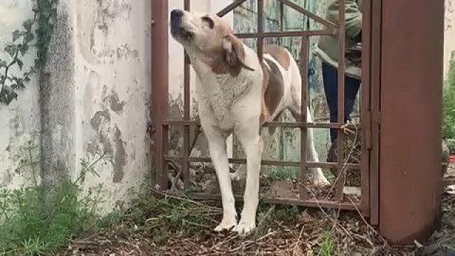 Застрявшего в калитке пёсика спасли в селе под Новороссийском