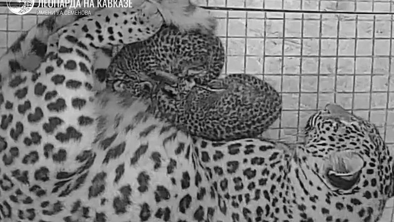 Двое котят родились в Центре восстановления леопарда в Сочи